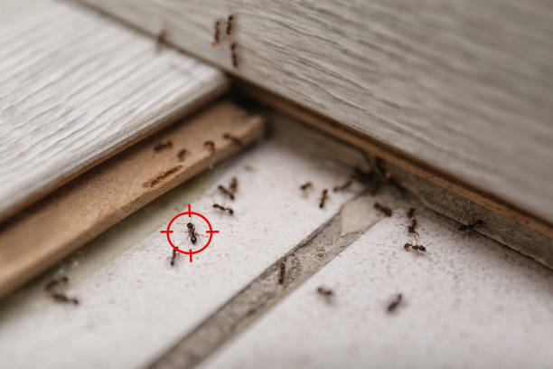 Professional Pest Control in Apollo, PA