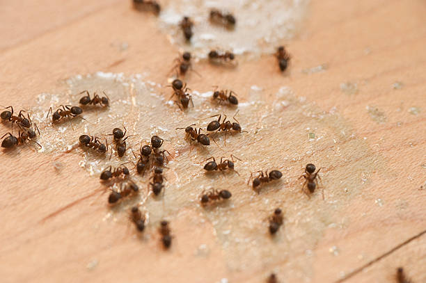 Best Residential Pest Control  in Apollo, PA